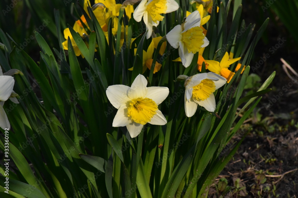 Obraz premium Vibrant Daffodils: A Springtime Garden Spectacle 