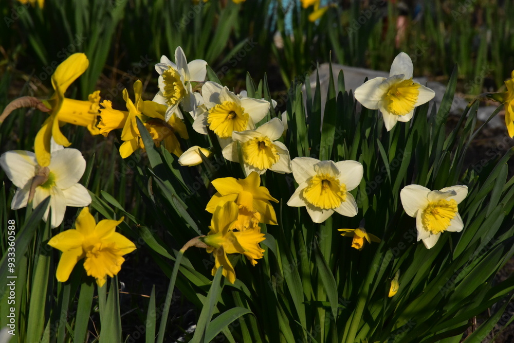 Vibrant Daffodils: A Springtime Garden Spectacle
Vibrant Daffodils: A Springtime Garden Spectacle