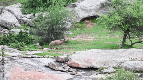 A rare sight of the Indian striped hyena in Jawai national park photo