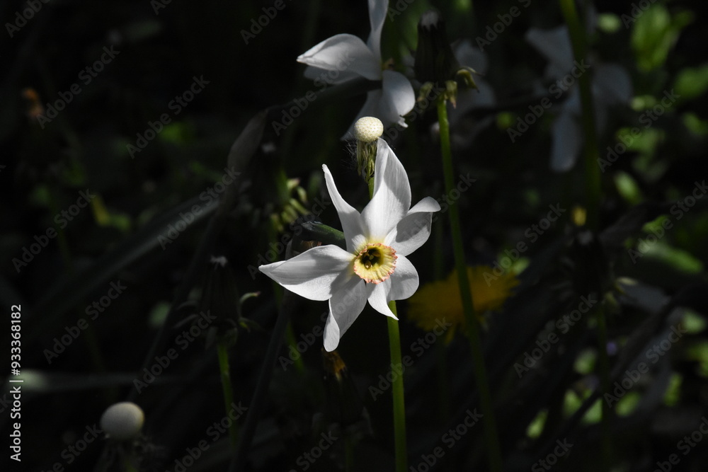 Fototapeta premium Vibrant Daffodils: A Springtime Garden Spectacle 