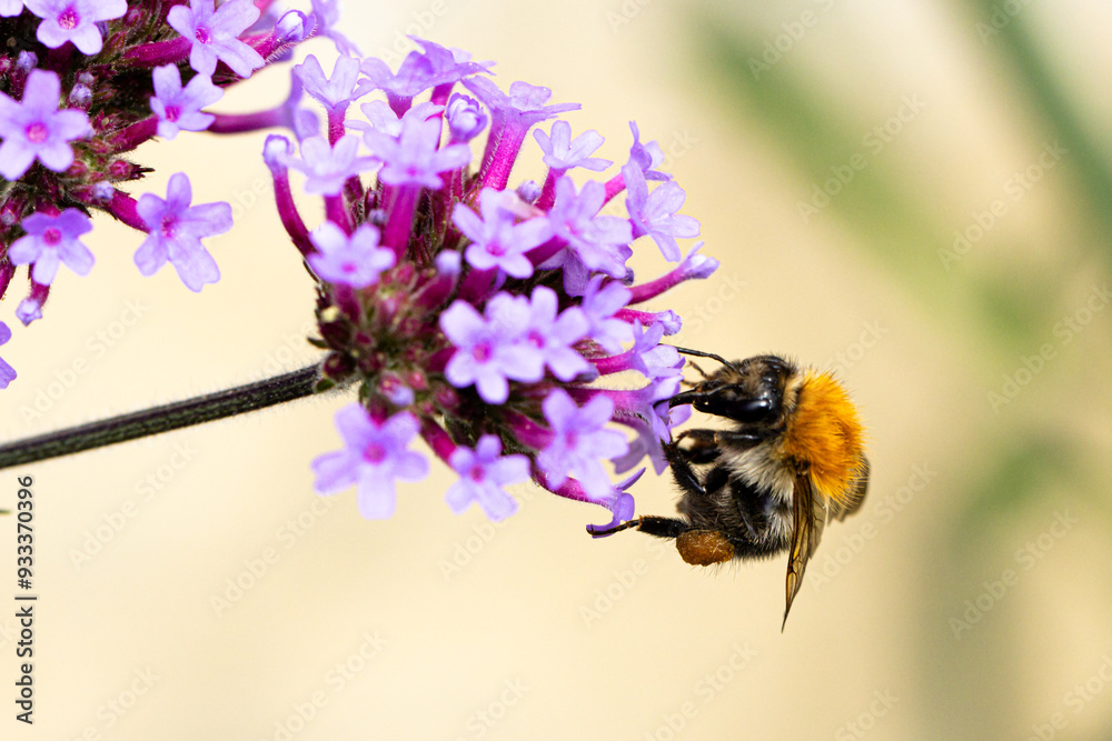 Fototapeta premium Ackerhummel (Bombus pascuorum) an einer lila Blüte