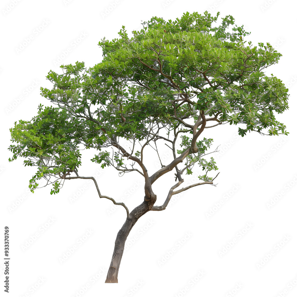 Obraz premium [Transparent Background PNG]Green Tree Isolated on White Background