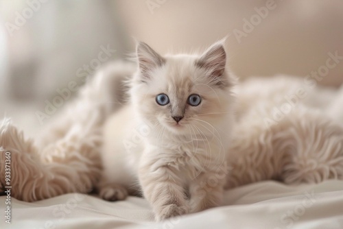 white persian kitten. Beautiful Playful Kitten of purebred photo