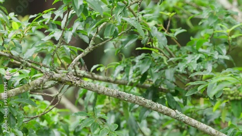 White-eared sibia endemic bird of Taiwan taking flight from a branch photo