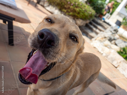 Perro labrador jugando con sus juguetes photo