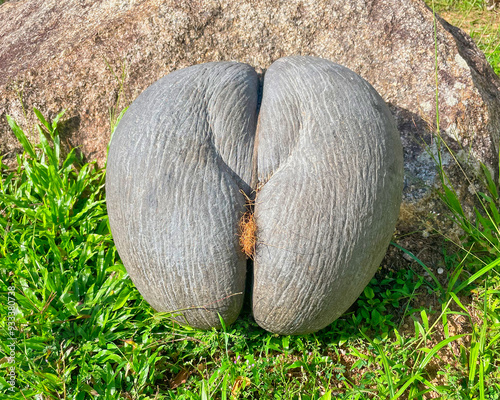 Female coco de mer seed on green grass near granite rock, Mahe Seychelles