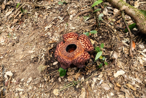 Rafflesia flower blooming top view in Borneo Jungle, Malaysia photo