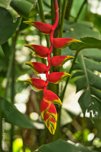 Lobster claws flower in the spiced garden on Mahe,Seychelles photo