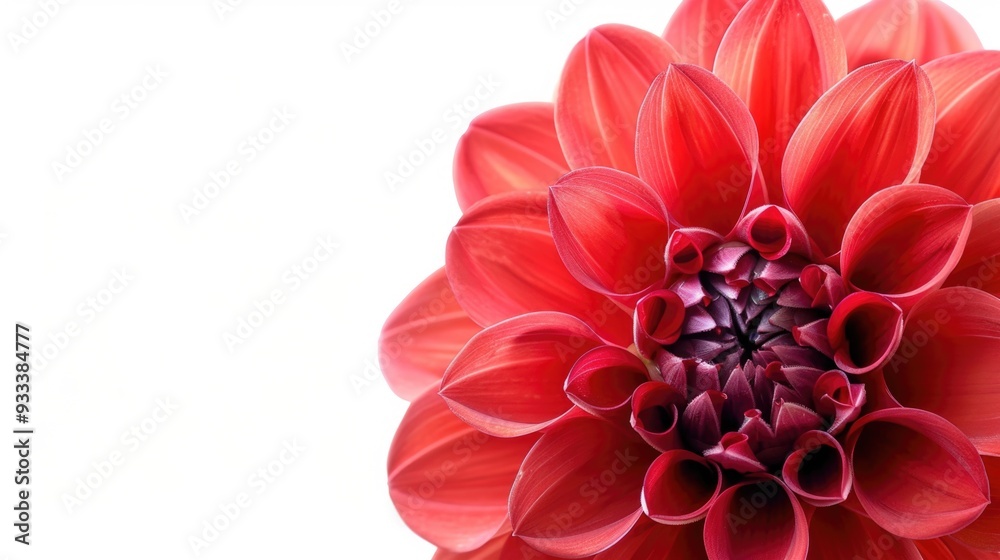 A close-up shot of a vibrant red flower against a clean white background, suitable for use in designs related to nature, beauty, or simplicity A close-up shot of a vibrant red flower against a clean white background, suitable for use in designs related to nature, beauty, or simplicity