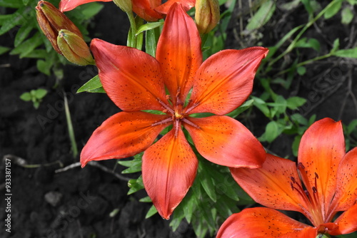 Elegant Red Lilies: A Vibrant Display in the Garden
