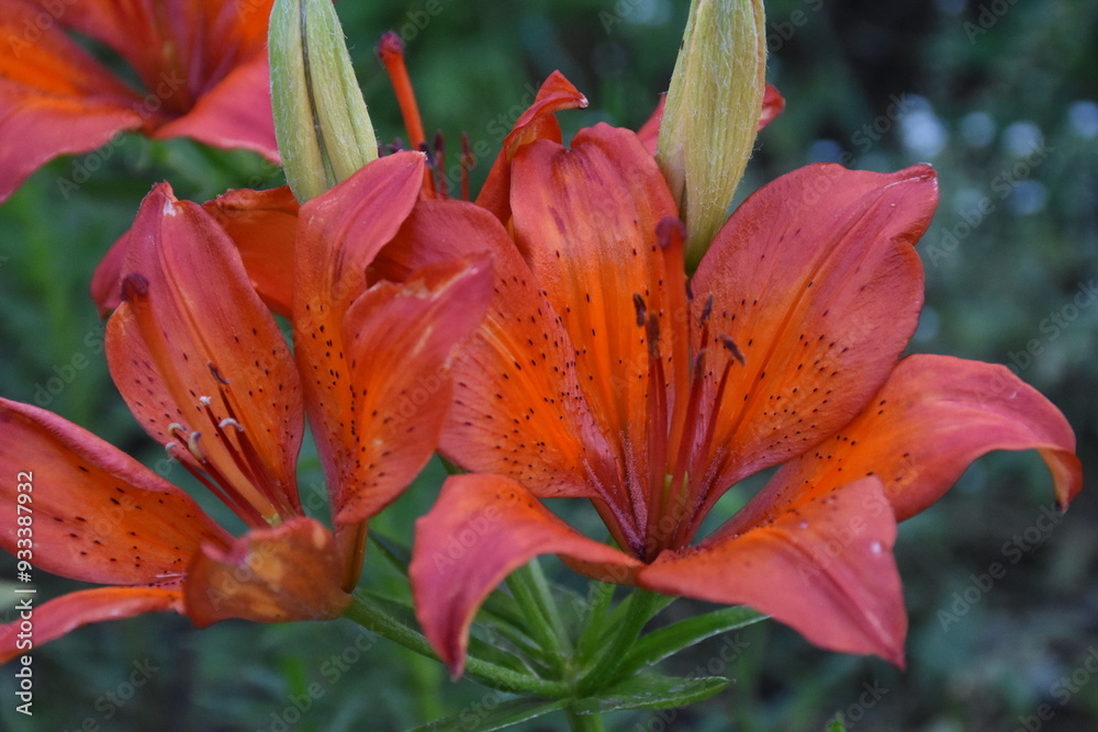 Elegant Red Lilies: A Vibrant Display in the Garden
Elegant Red Lilies: A Vibrant Display in the Garden