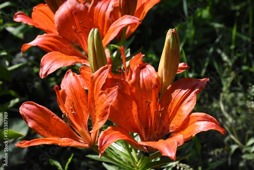 Elegant Red Lilies: A Vibrant Display in the Garden
 photo