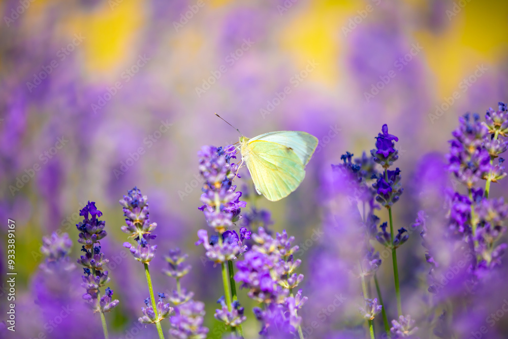 Naklejka premium Butterflies on spring lavender flowers under sunlight. Beautiful landscape of nature with a panoramic view. Hi spring. long banner