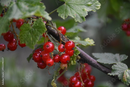 Vibrant Red Currants and Green Leaves: A Lush Garden Harvest

 photo