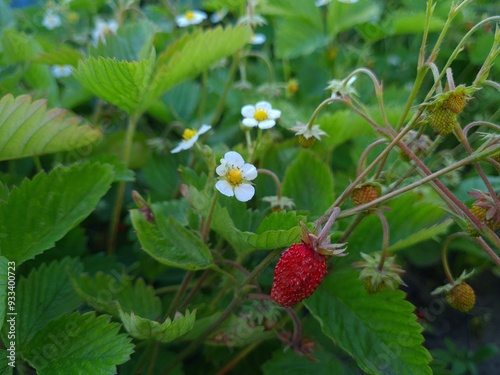 Ripe Strawberries in the Garden: A Fresh Harvest of Nature's Sweetest Bounty
 photo