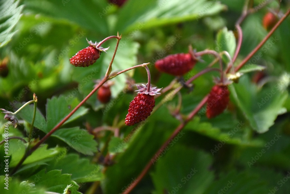 Ripe Strawberries in the Garden: A Fresh Harvest of Nature's Sweetest Bounty
