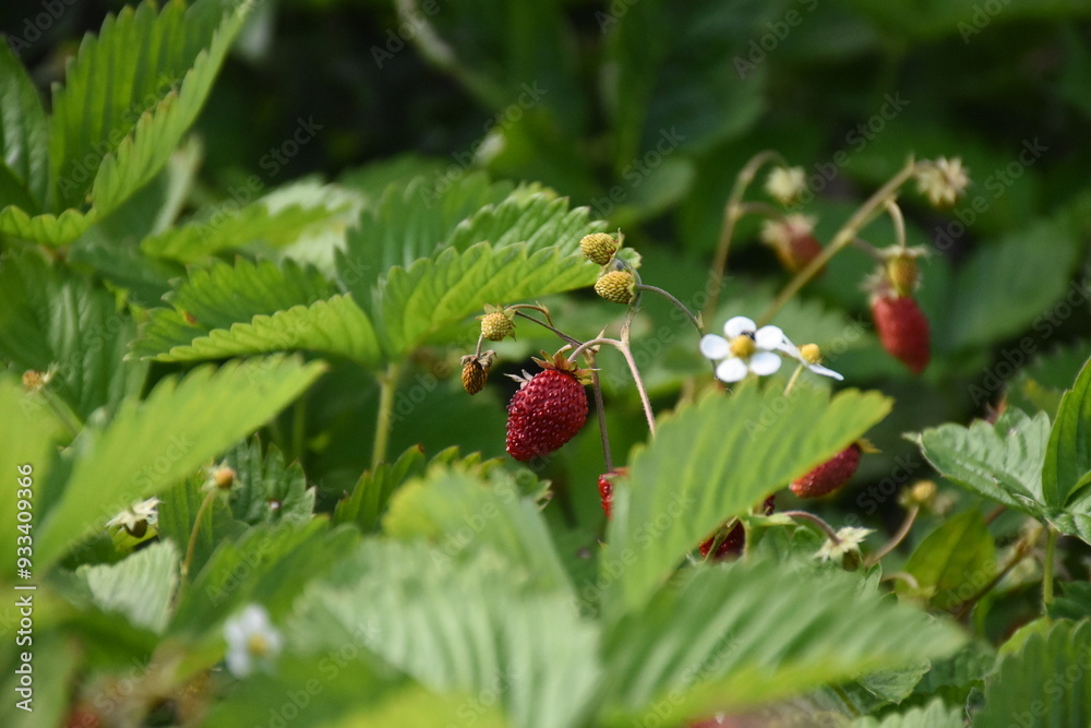 Ripe Strawberries in the Garden: A Fresh Harvest of Nature's Sweetest Bounty
Ripe Strawberries in the Garden: A Fresh Harvest of Nature's Sweetest Bounty