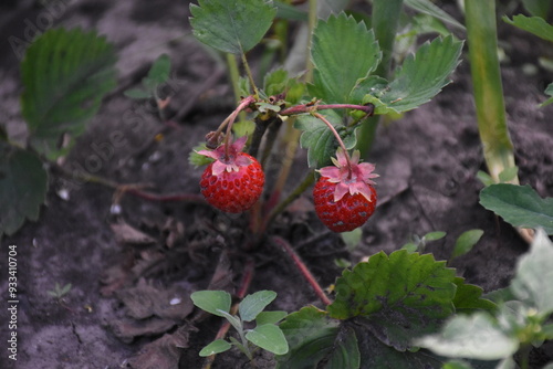 Ripe Strawberries in the Garden: A Fresh Harvest of Nature's Sweetest Bounty
 photo