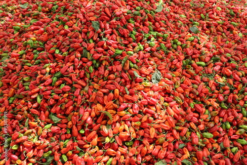 Tas de piments rouges récoltés au Sénégal. Production de fruits colorés amassée sur une toile posée sur le sol. Photo prise en mai 2024 dans la région de Kaolack.