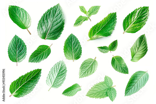 set of mint leaves on white background