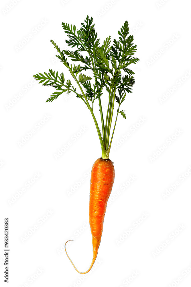 [Transparent Background PNG]Fresh Organic Carrot with Green Tops on White Background