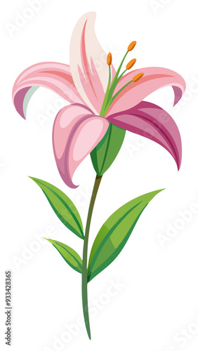 Lily illustration, Lily flower vector art, Lily flower illustration, Lily vector, illustration of Lily isolated on white