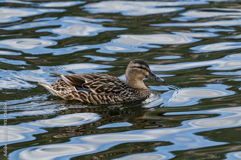 Mallard duck female (Anas platyrhynchos) swimming in the water Mallard duck female (Anas platyrhynchos) swimming in the water
