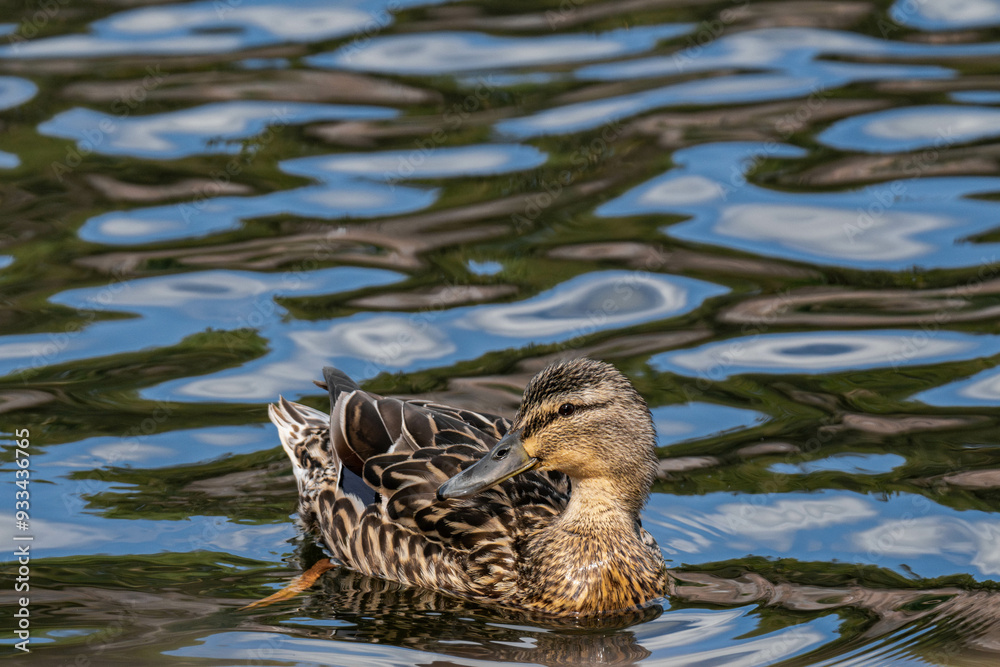Mallard duck female (Anas platyrhynchos) swimming in the water Mallard duck female (Anas platyrhynchos) swimming in the water