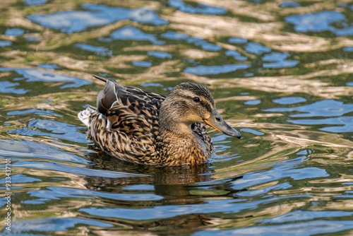 Mallard duck female (Anas platyrhynchos) swimming in the water