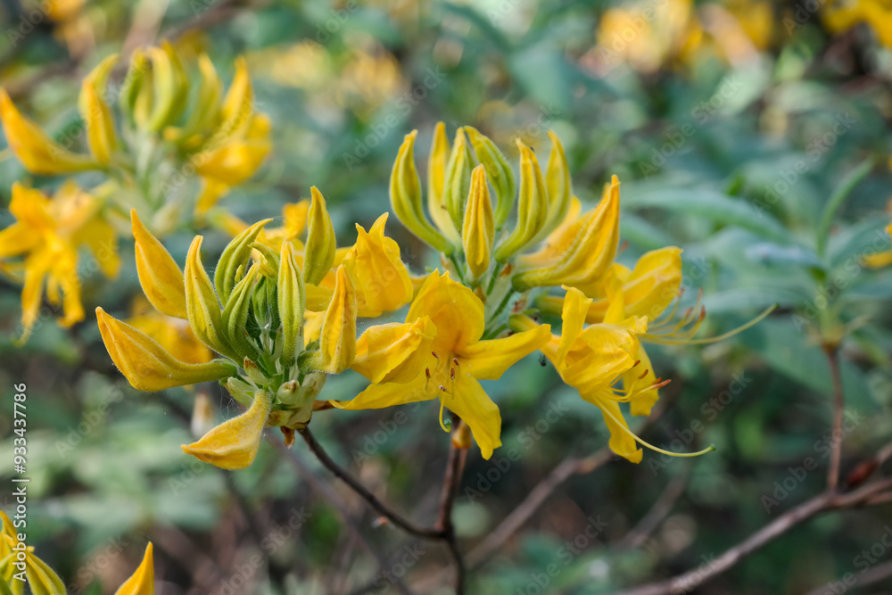 Beautiful yellow flowers in a botanical garden Beautiful yellow flowers in a botanical garden