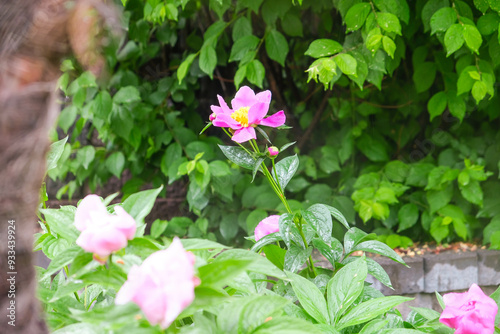 Peonies in the Rain: A Serene Landscape of Nature