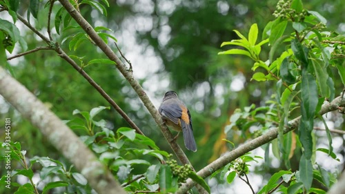 White-eared sibia endemic bird of Taiwan perched on branch photo