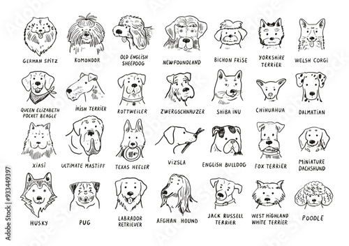 Funny dog heads breed collection illustrations line set. photo