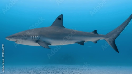 Wallpaper Mural Caribbean reef shark swimming over sandy bottom endangered shark species. Torontodigital.ca