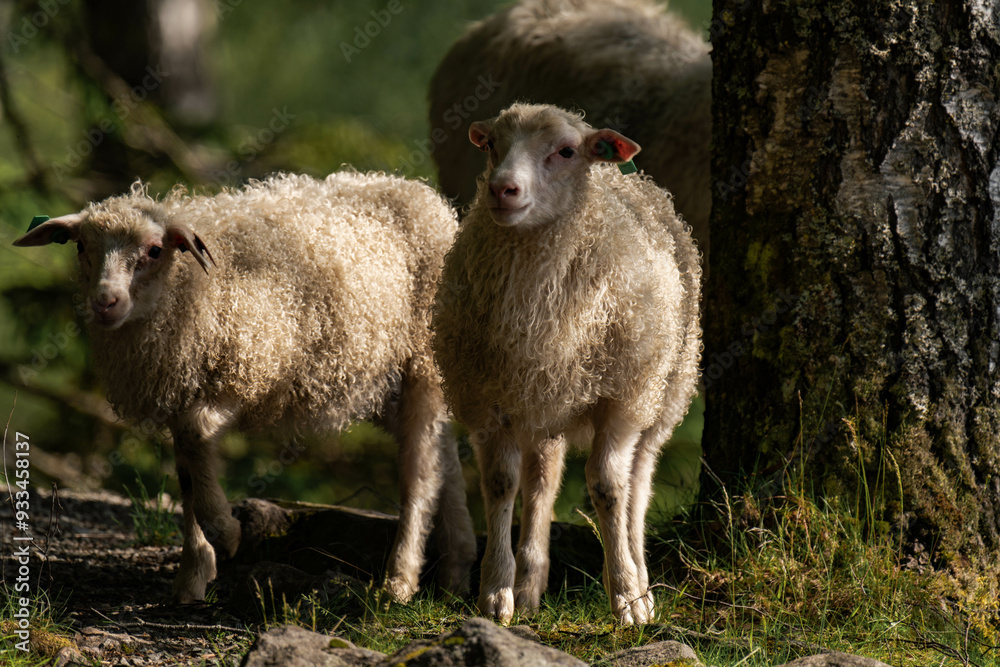 Fototapeta premium Young sheep in the sunlight
