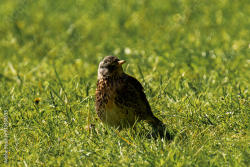 Fieldfare (Turdus pilaris) sitting in the grass photo