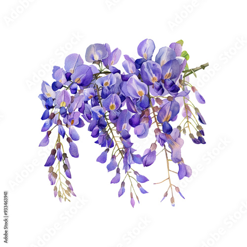 wisteria flower vector illustration in watercolor style