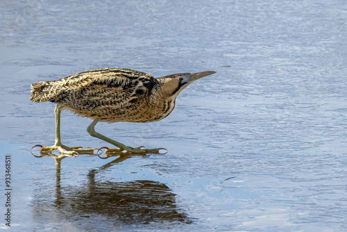 Photos Eurasian bittern