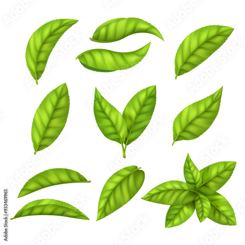 Set tea or mint green leaves and branch, element for design, advertising, packaging products.