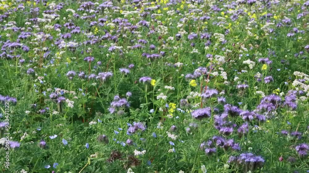Wildflower Meadow Wildflower Meadow