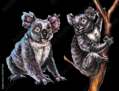 Photography Set of koalas