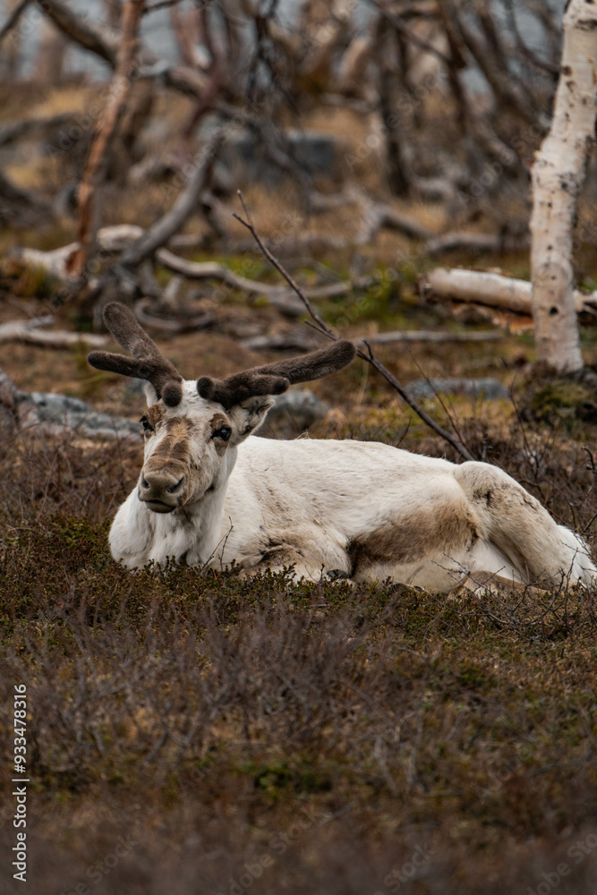 Reindeer or caribou (Rangifer tarandus) laying in the grass Reindeer or caribou (Rangifer tarandus) laying in the grass