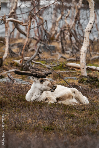 Reindeer or caribou (Rangifer tarandus) laying in the grass