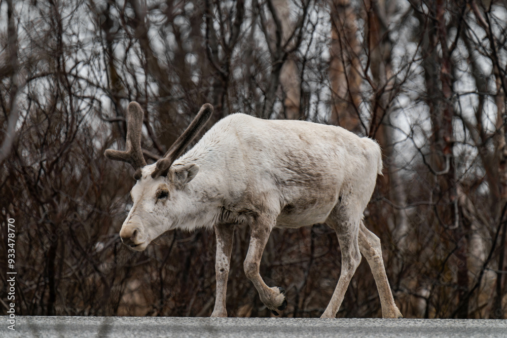 Reindeer or caribou (Rangifer tarandus) walking Reindeer or caribou (Rangifer tarandus) walking