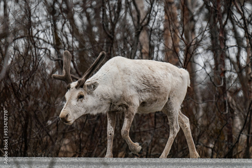 Reindeer or caribou (Rangifer tarandus) walking