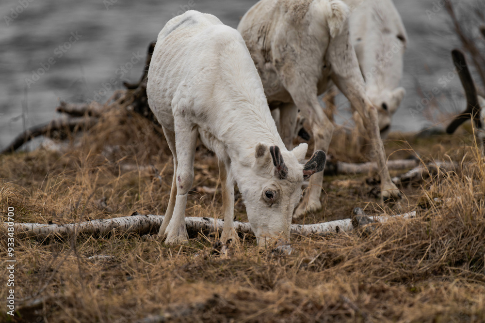 Fototapeta premium Reindeer or caribou (Rangifer tarandus) eating grass
