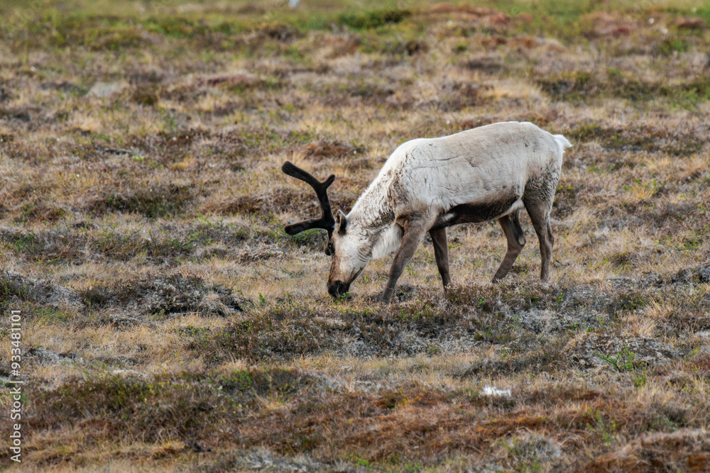 Reindeer or caribou (Rangifer tarandus) eating grass Reindeer or caribou (Rangifer tarandus) eating grass