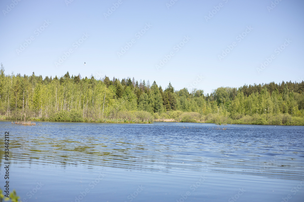 Fototapeta premium A lake in the forest. Blue water. Forest on the horizon. Natural landscape.