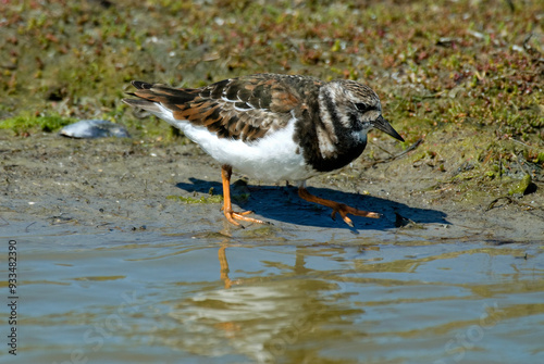 Tournepierre à collier,.Arenaria interpres , Ruddy Turnstone photo