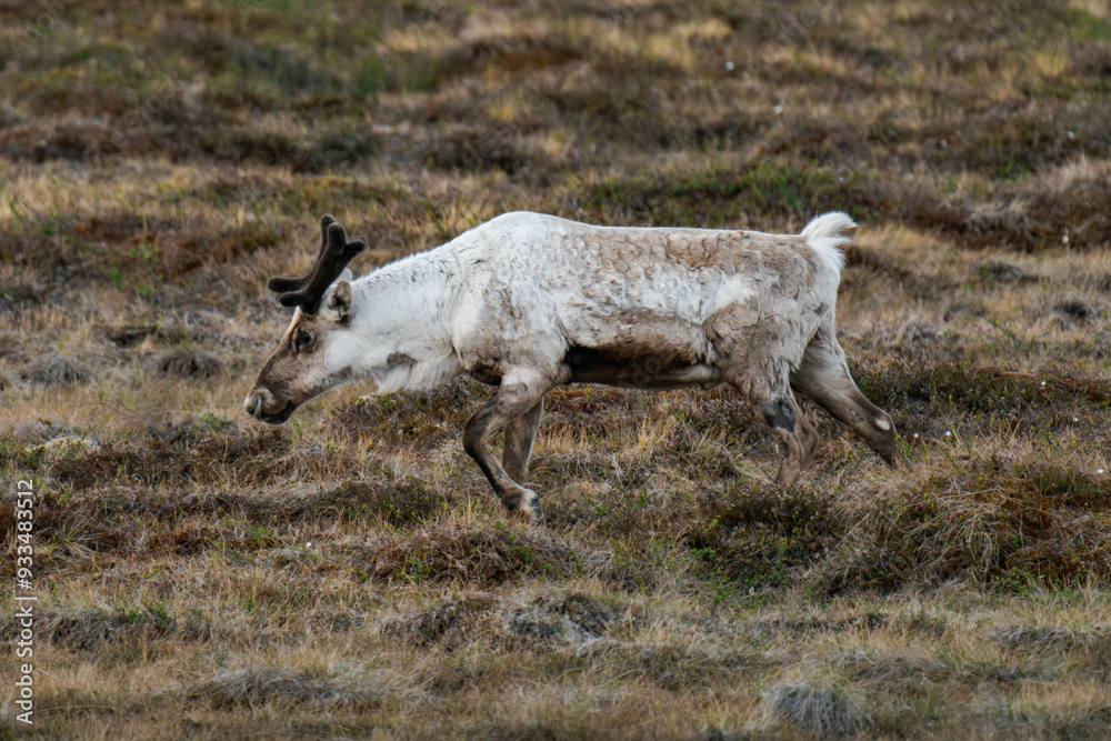 Obraz premium Reindeer or caribou (Rangifer tarandus) walking